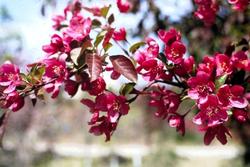 Malus 'Radiant' — photo 2