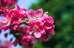 Malus 'Radiant' — photo 3