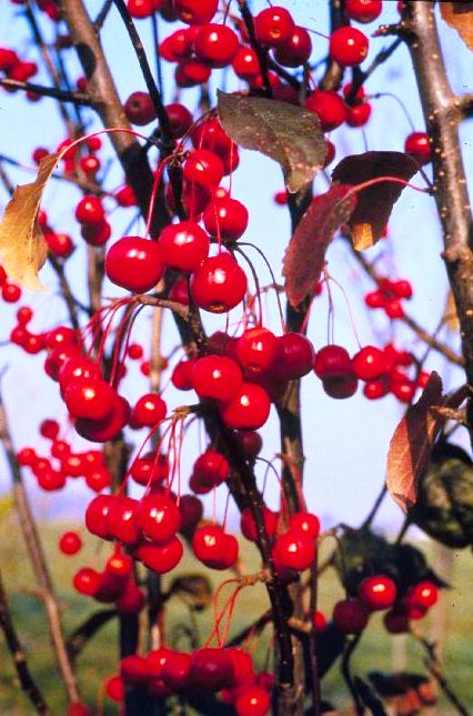 Malus 'Velvetcole' Velvet Pillar — photo 1