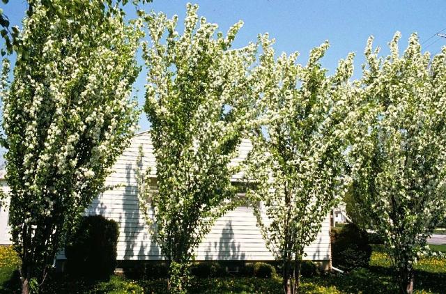 Malus baccata 'Columnaris' — photo 1