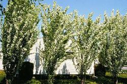 Malus baccata 'Columnaris' — photo 1