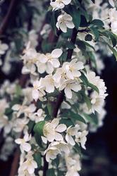 Malus baccata 'Columnaris' — photo 2