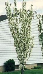 Malus baccata 'Columnaris' — photo 3