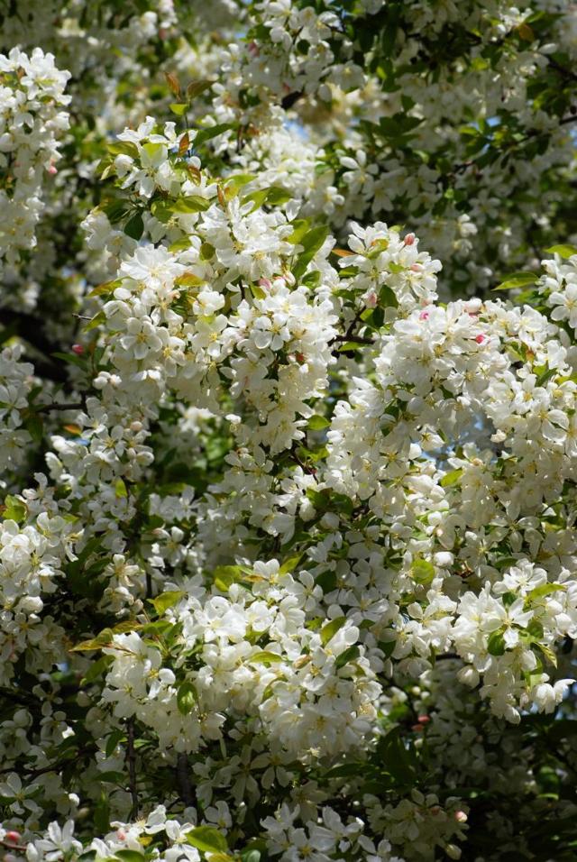 Malus baccata 'Walter's'