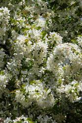 Malus baccata 'Walter's' — photo 1