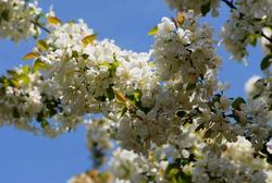 Malus baccata 'Walter's' — photo 2