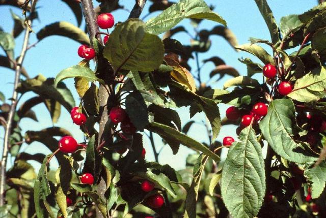 Malus 'Centzam' — photo 1