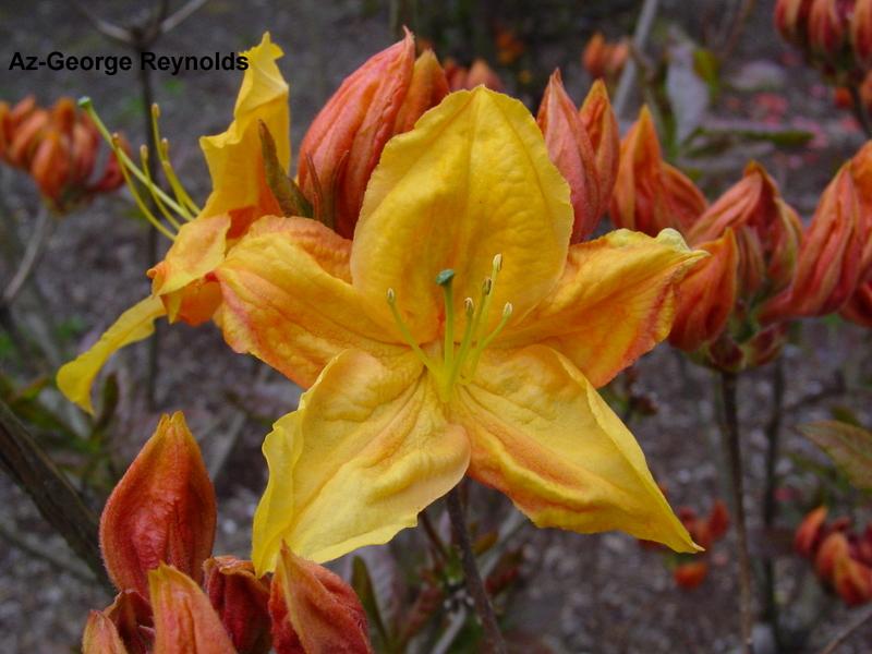 Rhododendron Exbury George Reynolds