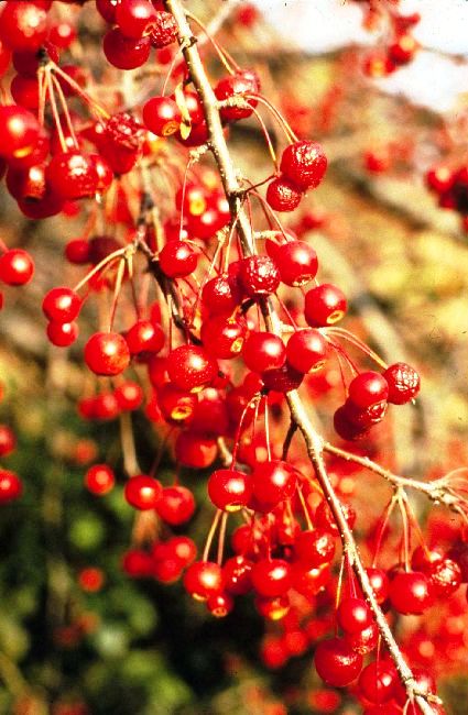 Malus David