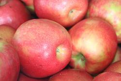 Malus domestica 'Honeycrisp' — photo 2