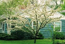 Malus hupehensis — photo 1