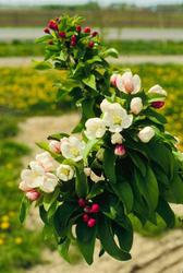 Malus 'Strawberry Parfait' — photo 1