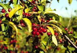 Malus Jewelberry — photo 1