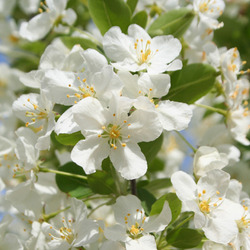 Malus Lollipop (Lollizam) — photo 1
