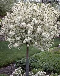 Malus Lollipop (Lollizam) — photo 2