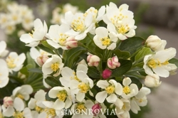Malus Madonna — photo 1