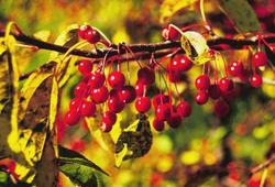 Malus 'Molazam'(MOLTEN LAVA) — photo 1