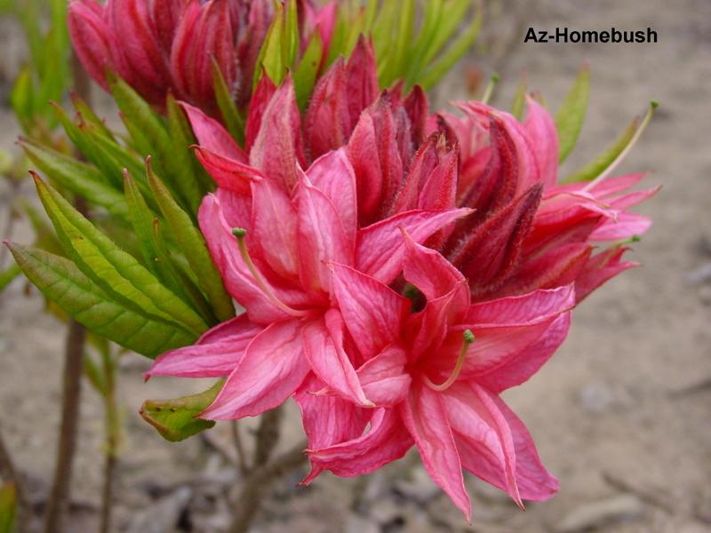 Azalea 'Homebush' — photo 1