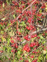 Malus 'Molazam'(MOLTEN LAVA) — photo 2