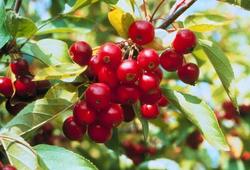 Malus Narragansett — photo 1