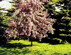 Malus 'Red Splendor' — photo 3