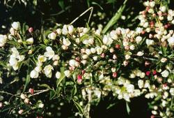Malus sargentii 'Tina' — photo 1