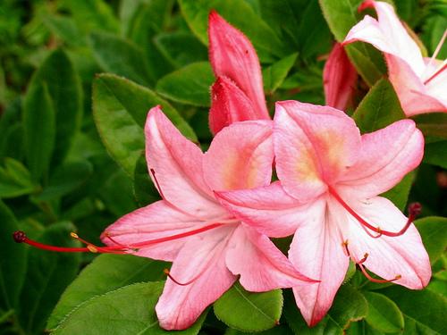 Azalea Exbury Lollipop — photo 1
