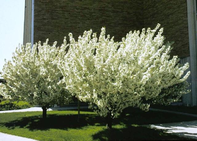 Malus 'Snowdrift' — photo 1