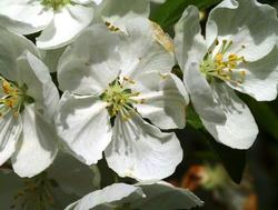 Malus 'Snowdrift' — photo 2