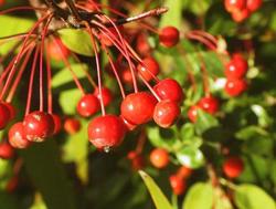 Malus 'Snowdrift' — photo 3