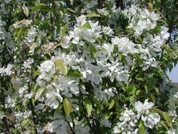 Malus 'Spring Snow' — photo 1
