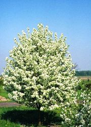 Malus 'Spring Snow' — photo 2