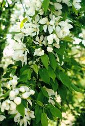 Malus 'Spring Snow' — photo 3
