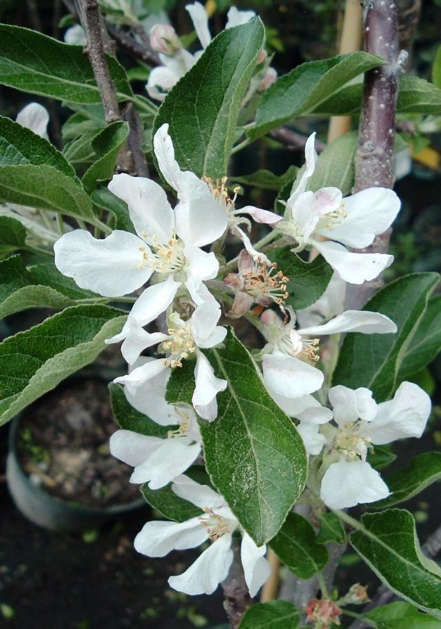 Malus domestica 'Stayman Winesap'