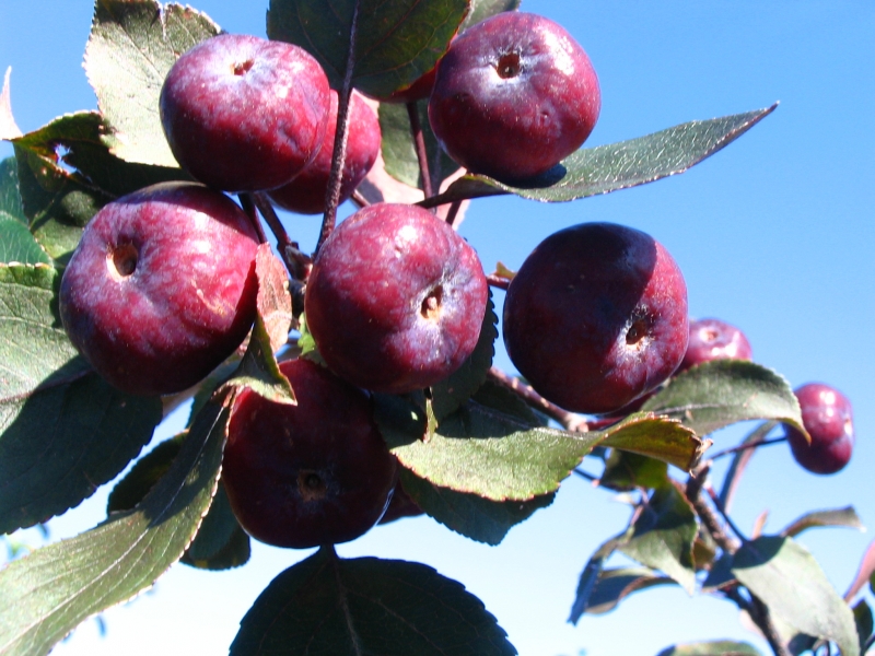 Malus Thunderchild