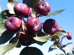 Malus Thunderchild — photo 1
