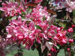 Malus 'Weepcanzam'(WEEPING CANDIED APPLE®) — photo 1