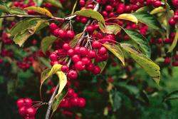 Malus 'Weepcanzam'(WEEPING CANDIED APPLE®) — photo 2