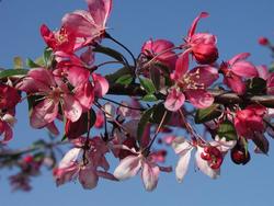 Malus 'Weepcanzam'(WEEPING CANDIED APPLE®) — photo 3