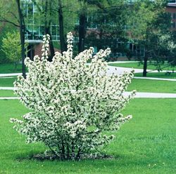Malus zumi — photo 1