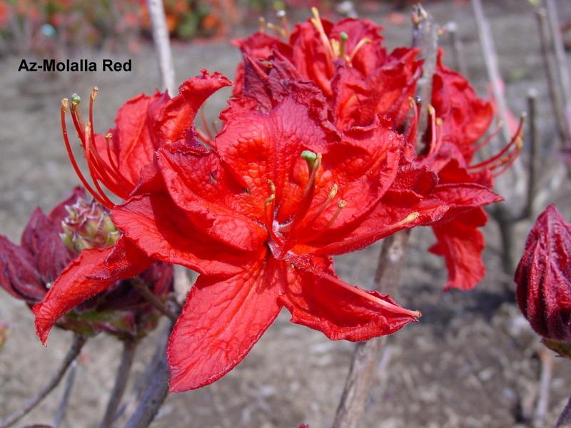 Rhododendron 'Molalla Red' — photo 1