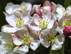 Malus zumi — photo 2