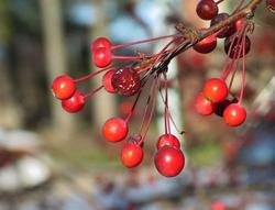 Malus zumi — photo 3