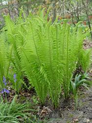 Matteuccia 'struthiopteris' — photo 3