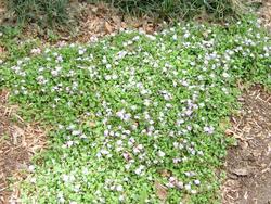 Mazus reptans — photo 1