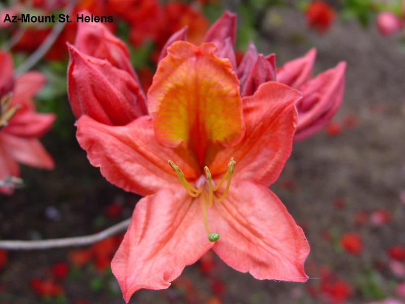 Azalea 'St. Helens' — photo 1