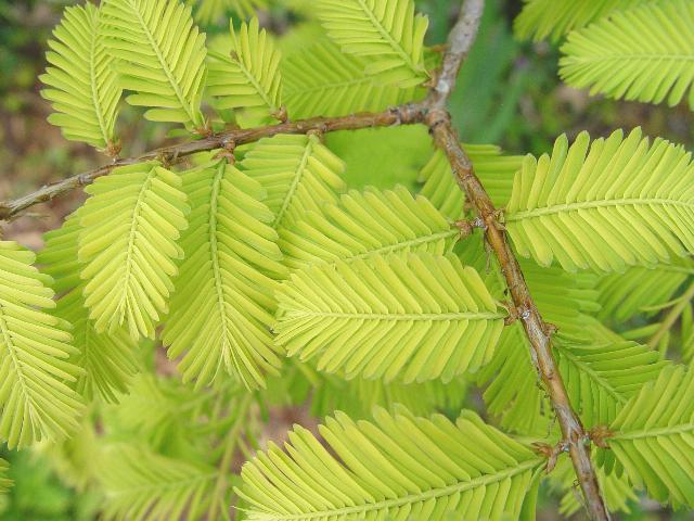 Metasequoia glyptostroboides 'Ogon'