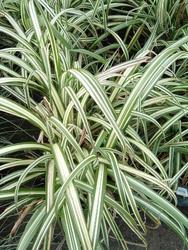 Miscanthus sinensis ssp. condensatus 'Cabaret' — photo 1