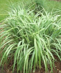 Miscanthus sinensis ssp. condensatus 'Cabaret' — photo 2