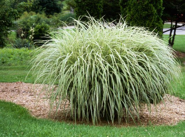 Miscanthus sinensis ssp. condensatus 'Cosmopolitan'